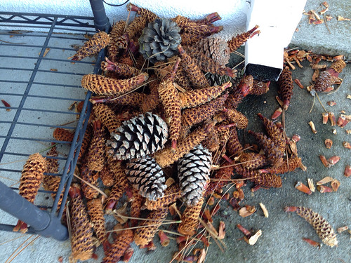 Pile pine cones the squirrel terrorist  have left for us