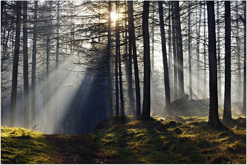 forest walking scotland woods dundee dunkeld pentaxkx atholl ericrobbniven