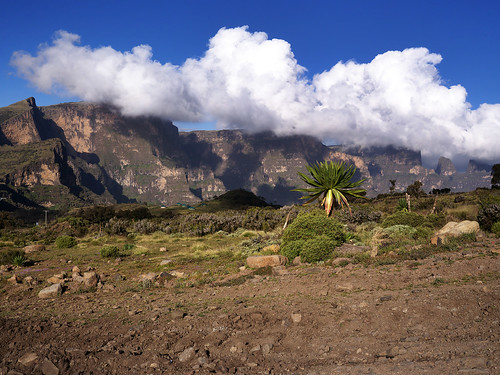 africa cloud mountain plant landscape nationalpark outdoor hill mountainside ethiopia simienmountains amhara giantlobelia