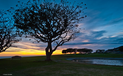 california trees sunset sky water grass bench landscape silhouettes malibu pepperdine ponds coraltrees
