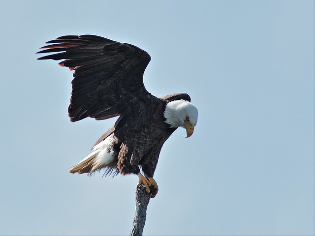 Bald Eagle male Pride roosting 3-20140225