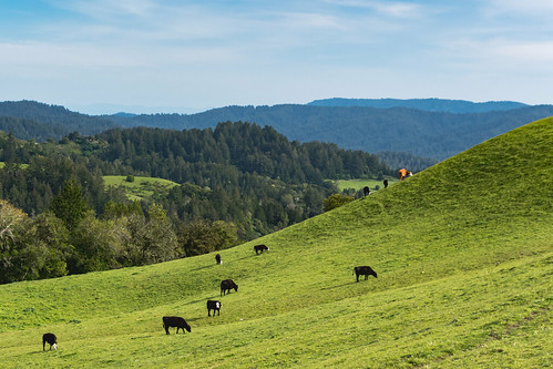 bayarea california cows hills landscape midpeninsula mindegohill openspace pasture russianridge lahonda unitedstates us