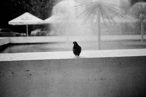 portrait of the pigeon as wet