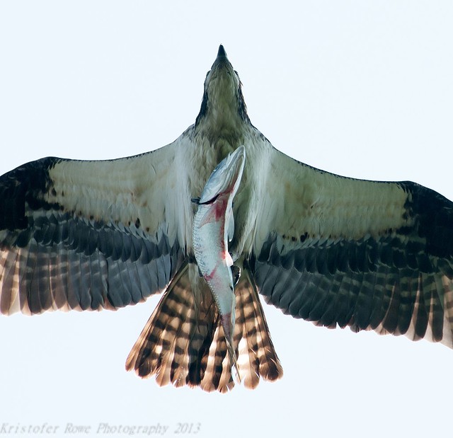 Osprey with Fish Straight up