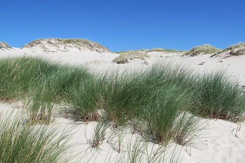 grass nationalpark sand dunes poland unesco łeba słowińskiparknarodowy mygearandme