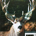 3rd Place - Published Images -  John Catsis - Mule Deer Buck