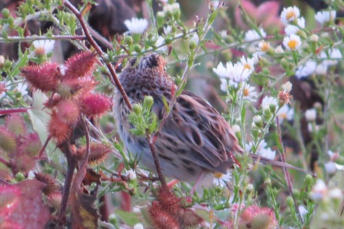sparrow rare ammodramusleconteii ebirdrarity