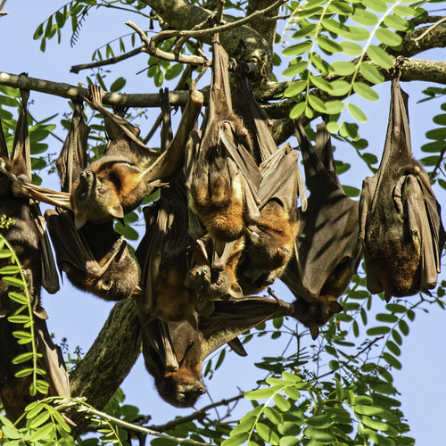 animal fauna bat queensland flyingfox ipswich greyheadedflyingfox australianfauna pteropuspoliocephalus woodendflyingfoxcamp