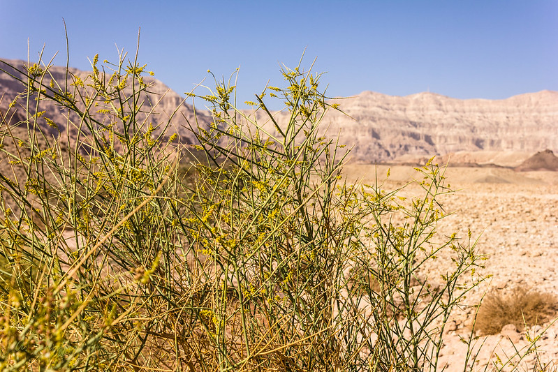 Озеленение пустыни - Desert greening - xcv.wiki
