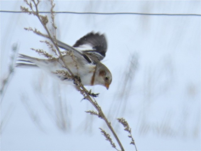 Snow Bunting in Livingston County, IL 04