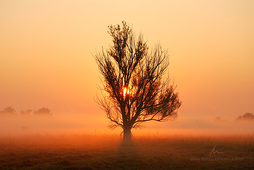 morning mist tree nature fog sunrise landscape nikon hungary mood magyarország győr gyirmót