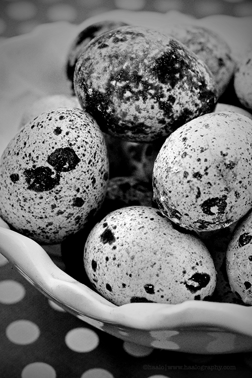 quail eggs© by Haalo