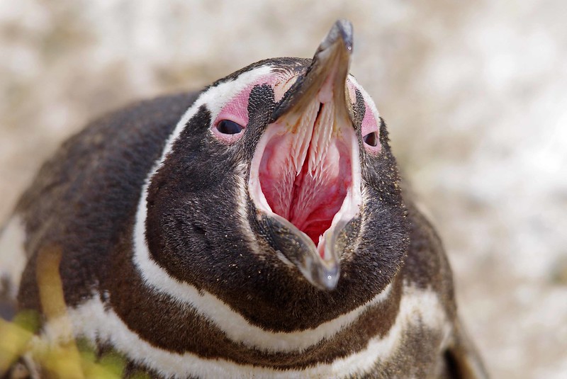 South American Wildlife: Magellan Penguin Yawning