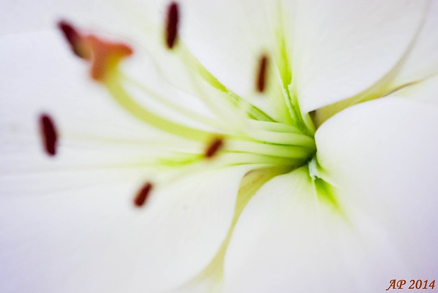 Fleur de lys / Lily Flower