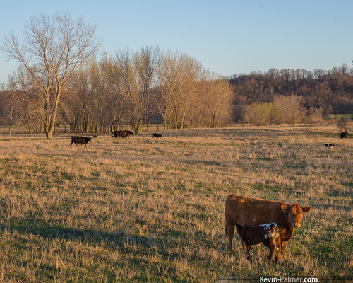 statepark morning blue trees sky brown green field grass cow early milk spring cattle drink drinking sunny clear april calf nursing kevinpalmer tamron1750mmf28 bannermarsh statewildlifearea pentaxk5