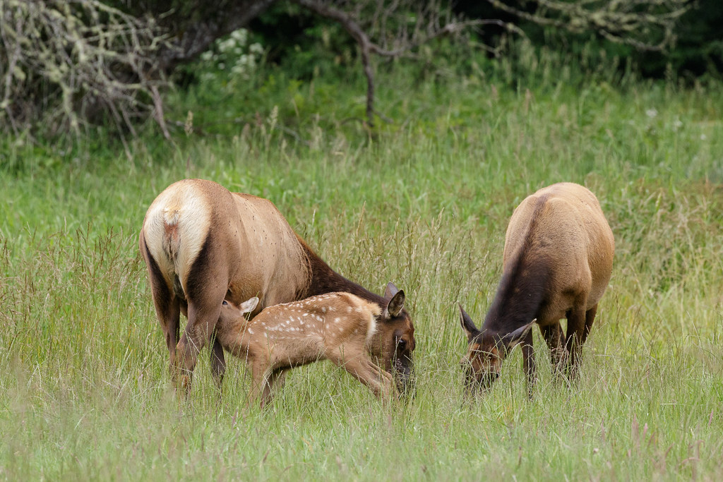 An elk calf nurses from its mother while she and another cow eat the grasses of Elk Meadow in Prairie Creek Redwoods State Park