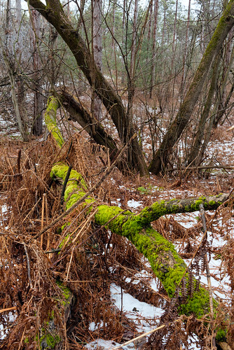 simcoe county forest tottenham tract hiking trail nature landscape snow moss newtecumseth ontario canada ca