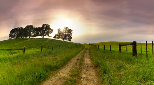 sunset road grass california fence green oak trees