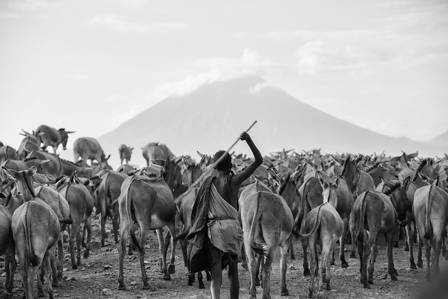 The Mules of Ol Doinyo Lengai