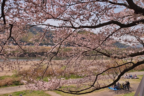 【写真】2013 桜 : 背割堤/2020-03-23/IMGP9658