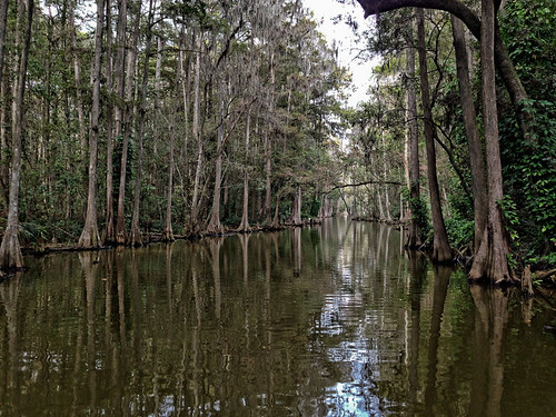 water florida swamp photostream