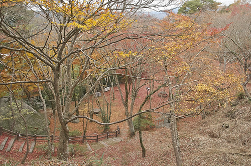 【写真】2013 紅葉 : 笠置山もみじ公園/2021-10-24/IMGP3611