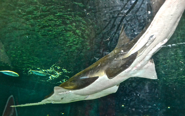 Sea World Orlando Florida - Sword Shark