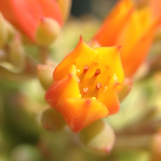 Tiny cactus flower  @olloclip #macro #happiness #grateful365