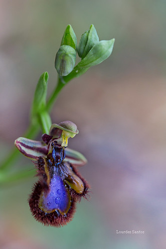 flower macro primavera azul canon flor colores monte orquídea ophrysspeculum canon5dmarkiii 5dmarkiii lourdessb lourdessantos lourdessantosbajo