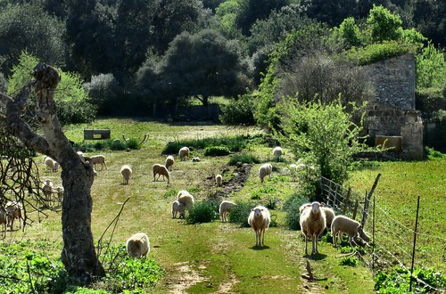 trees sun sunlight green sunshine spring spain europe sheep mallorca springtime springawakening