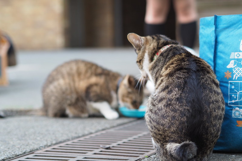 東池袋中央公園の猫。ご飯を待つキジ虎2号