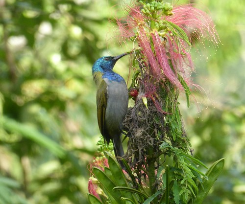 birds aves africa uganda sunbird greenheadedsunbird cyanomitraverticalis