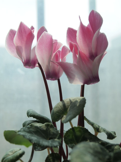 Light pink flowers of Cyclamen houseplant, close-up