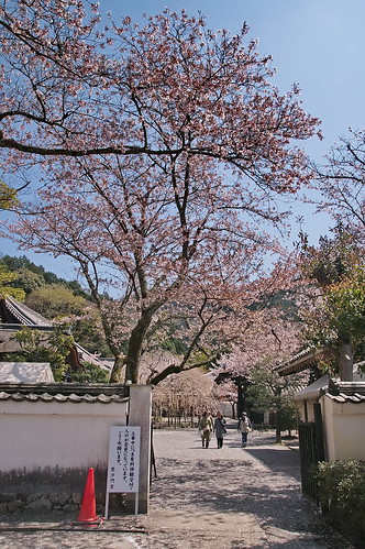 【写真】2013 桜 : 毘沙門堂/2021-03-09/IMGP9939