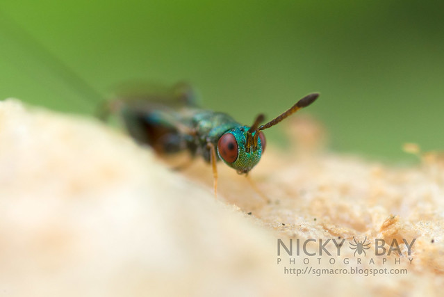 Mantis Parasitic Wasp (Podagrion sp.) - DSC_9570