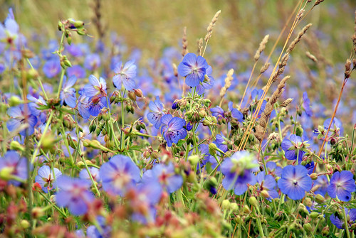 blue flower nature germany deutschland diemel