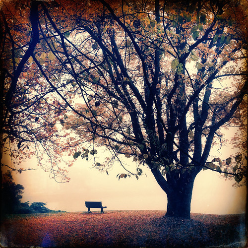 autumn tree fall fog bench october oakbay makebeautiful sussexfilm tejaslens hipstography