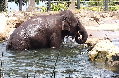 Taronga Zoo: Asian Elephants from Thailand