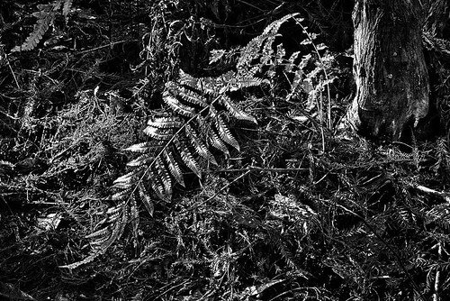 fern wilderness hdr cypressswamp cypresshammock highlandscountyflorida ericseibert flordastatepark