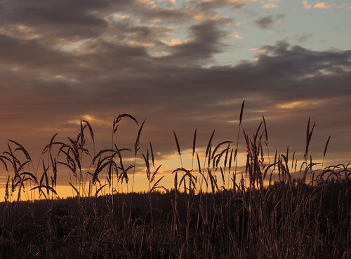 sunset sky grass silhouette clouds landscape twilight nikon scenery view britishcolumbia ngc npc naturescarousel