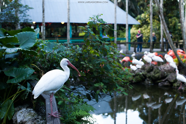 Flamingo Gardens // Miami