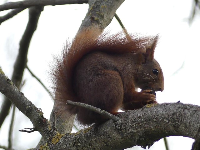 Eichhörnchen, Wilhelma