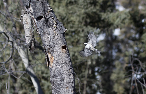 birdsinflight chickadee blackcappedchickadee forest nature flight