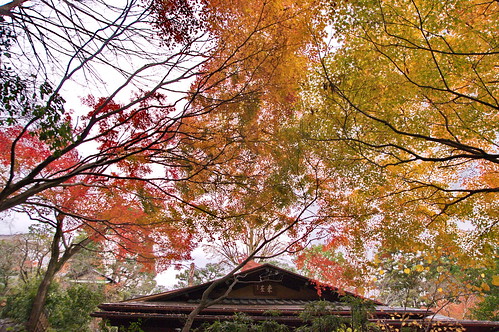 【写真】2012 紅葉 : 円山公園/2021-09-23/IMGP7997