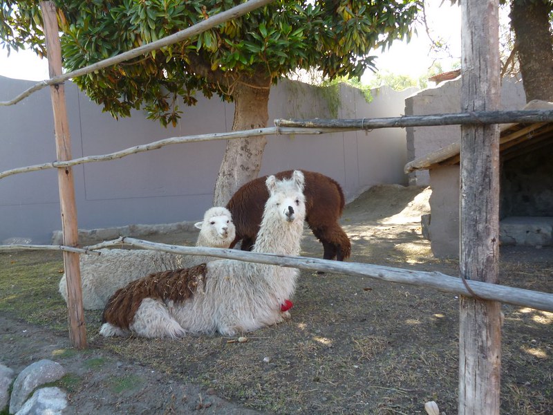 Llamas or alpacas?