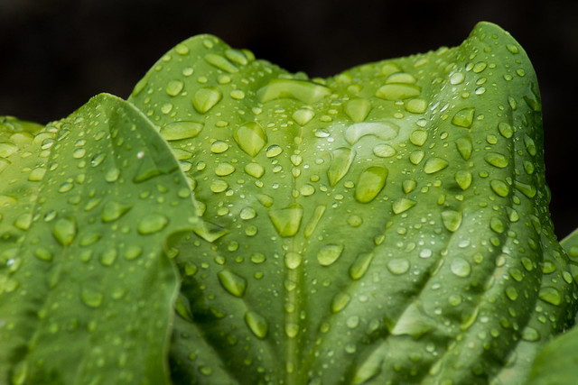 Hostas, Leaf, Raindrops, Green