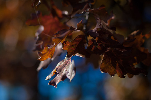 camping autumn toronto fall canon leaf oak bokeh kansas blackjackoak crosstimbers