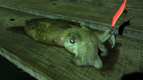 Koh Samui Fishing-cuttlefish つり