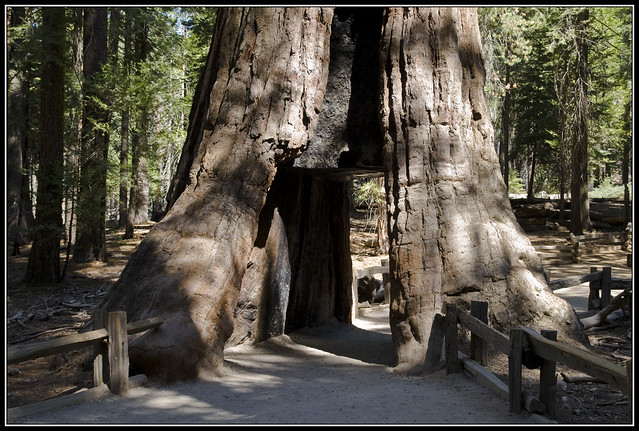 Etapa 14: Yosemite - Mariposa Groove - San Francisco - Mi ruta por la Costa Oeste en Mustang (5)