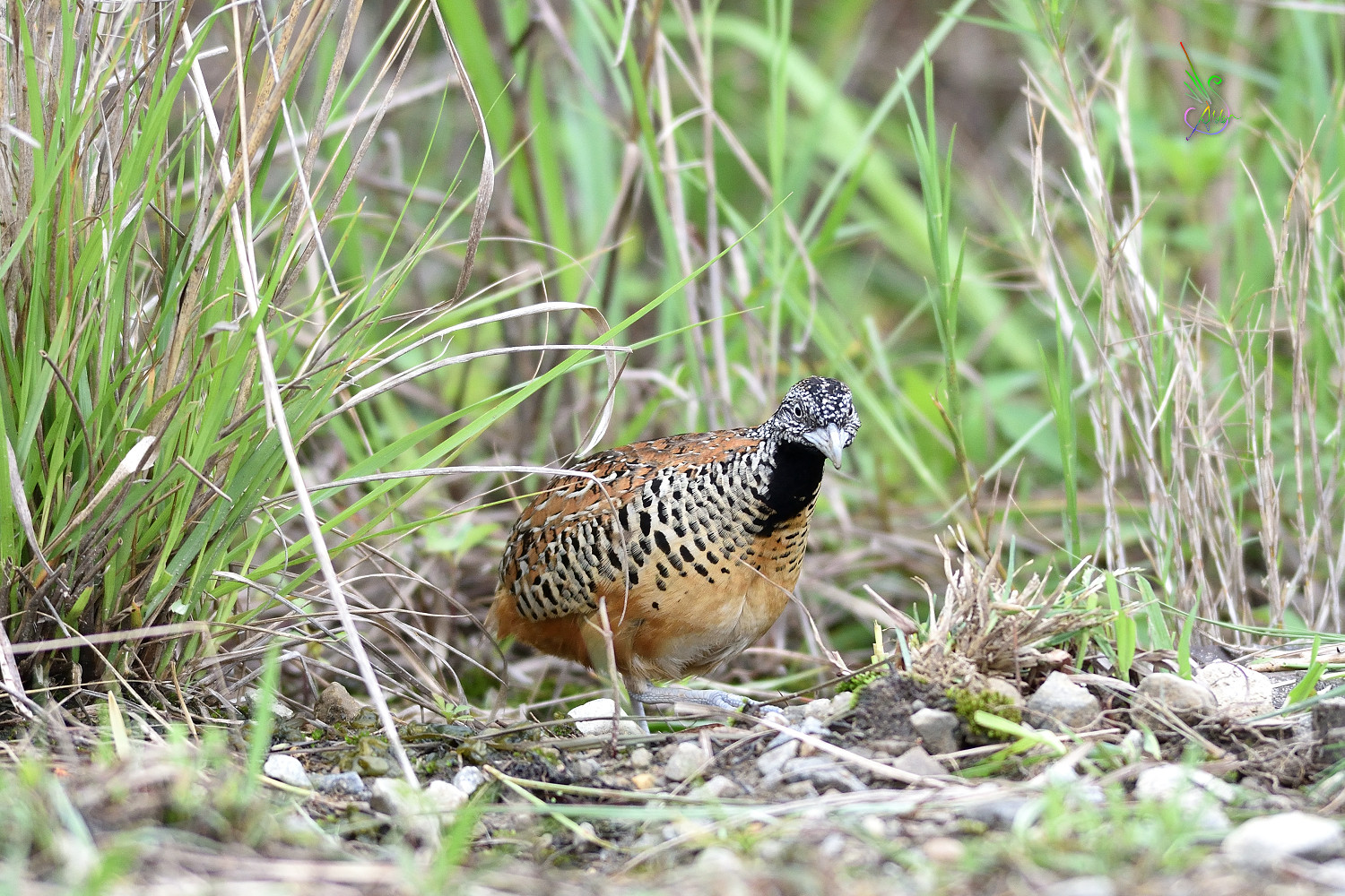 Barred_Buttonquail_2498